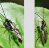 Campopleginae inconnu